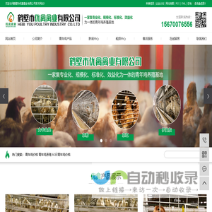 青年鸡价格_青年鸡养殖_60日青年鸡价格-鹤壁市优禽禽业有限公司